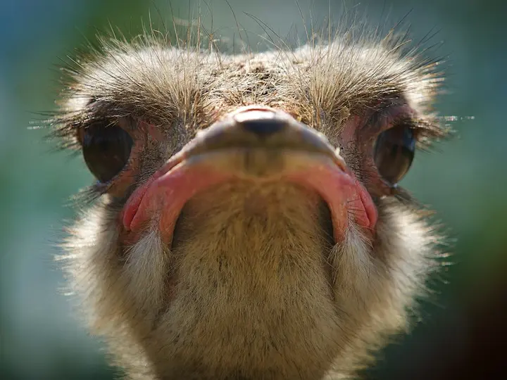 An ostrich looking straight at the camera